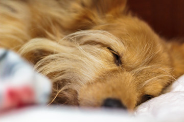 Close up of dog sleeping