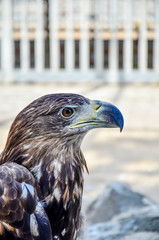 Brown eagle, side view, close-up.