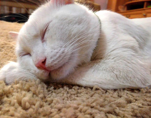 Sleeping ginger tomcat perfect dream