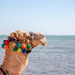 Camel resting on the beach of Egypt. Coast Sharm Fir Sheikh