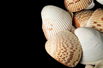 Collection of large clam type sea shells on black background, from above.