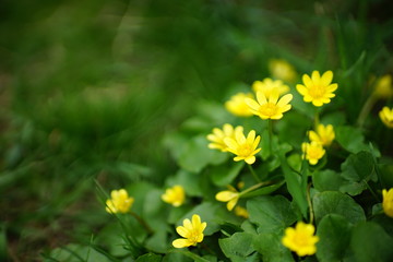 Buttercups yellow close-up.Buttercups yellow close up. Flower meadow. Ranunculus