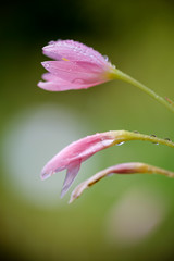 Fototapeta premium Tulpe im Regen