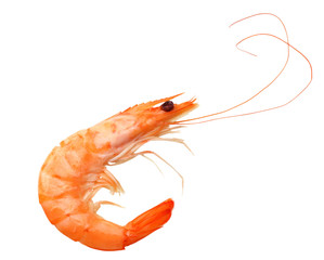 one shrimp isolated on a white background. top view