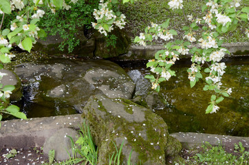 Water stream in Japanese Garden.