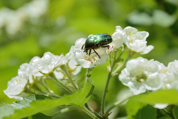 The green rose chafer (Cetonia aurata) on the hawthorn flower.
