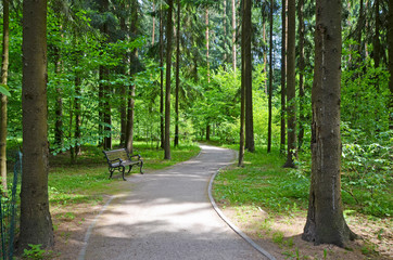 Bench in the Park. Forest path.