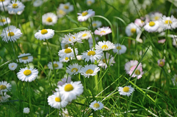 White and pink daisies in green grass