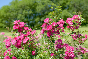 Pink roses in the park. Summer landscape with blooming roses.