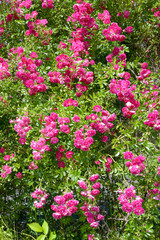 Pink roses. Summer landscape with blooming roses.