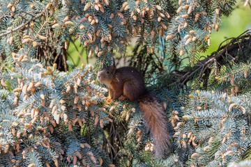 Eichhörnchen