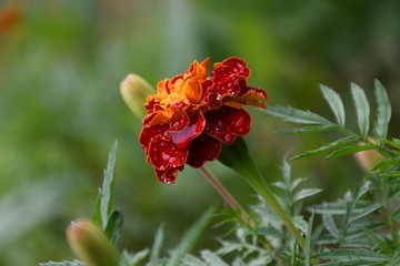 red flower with water drops