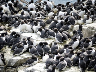 Crowded nesting common guillemots on Farne Islands, Northumberland