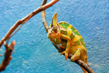 A chameleon in Dublin zoo, Ireland