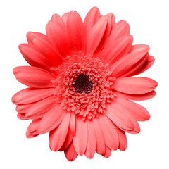 beautiful red gerbera daisy flower isolated on white background closeup