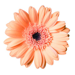 beautiful peach colored gerbera daisy flower isolated on white background closeup