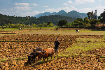 Rice paddy field worker farming near Andasibe, Madagascar