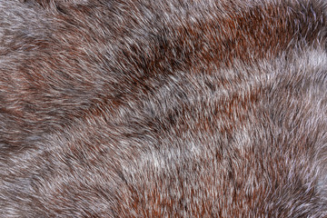 natural animal brown long hair fur background