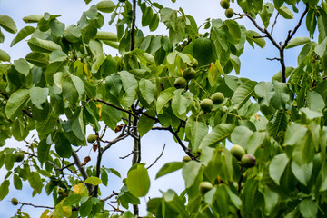 Walnüsse am Baum