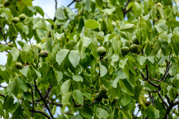 Walnüsse am Baum