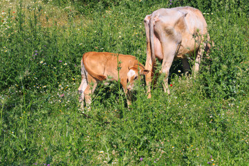 Red calf grazing with a cow and drinking mother's milk