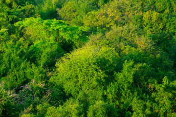 Forest and tree from the top view