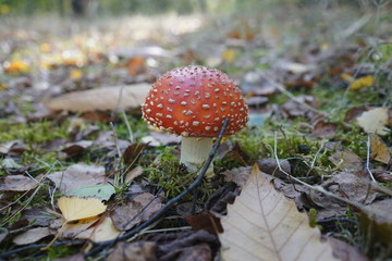One young fly agaric poisonous mushroom growing in the forest, autumn, England
