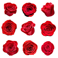 flower rose petal blosspm background