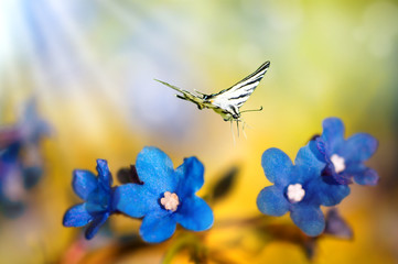 sunny spring morning in bright yellow-blue hues, a butterfly flies on blue flowers, warm cool colors