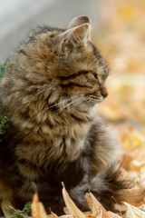 Naklejka na ściany i meble Temperamental homeless kitten looks at you and lies in dry autumn leaves.
