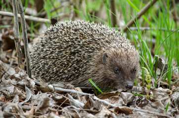 European hedgehog in the forest in its natural habitat. Fauna of Ukraine. Closeup.