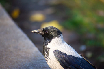 The city crow with black anf gray feathers on stone border with blurred background.