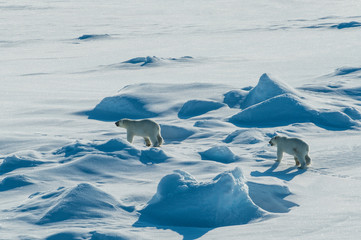 Polar bear cubs(Ursus maritimus) in the high arctic near the North Pole, Arctic, Russia