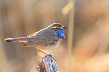 beautiful bird in the spring sunshine