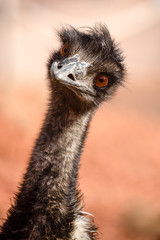 Emu