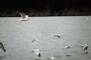 seagulls in flight