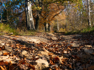 Fototapeta premium the mountain autumn landscape with colorful forest