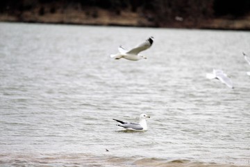 seagull in flight