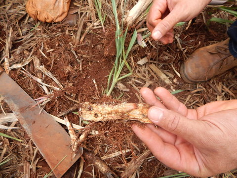 Sugar cane pest, insect as known as: " Bicudo da Cana-de-A&ccedil;&uacute;car ". Scientific name: Sphenophorus levis