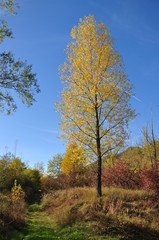 the mountain autumn landscape with colorful forest