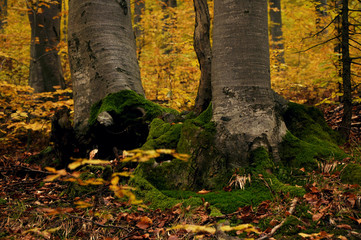 the mountain autumn landscape with colorful forest