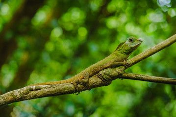 Naklejka na ściany i meble Green forest lizard.Jungle Sri Lanka greenery Sinharaja Forest Reserve