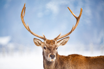 noble deer male in winter snow