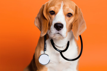 Dog doctor