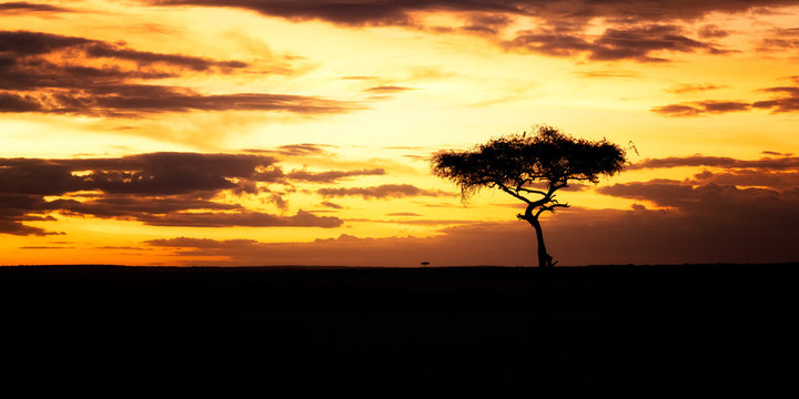 Acacia Tree at sunset, Masai Mara, Kenya