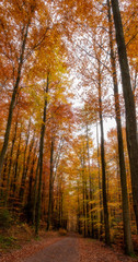 Autumn Woodland