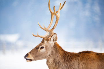 noble deer male in winter snow