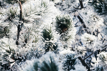 Frozen pine branch with pinecone