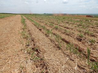 Dry straw in sugar cane plantation. Agriculture in Brazil and enviroiment.