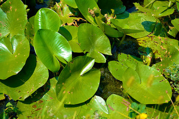 leaves of water lilies
